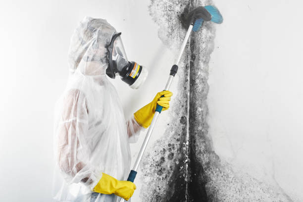 Best Black Mold Removal  in Milwaukee, WI