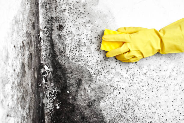 Best Basement Mold Removal  in Milwaukee, WI